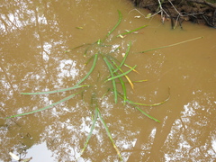 Triglochin multifructa