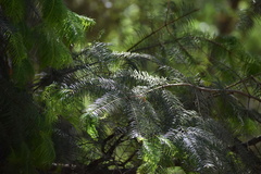 Abies flinckii