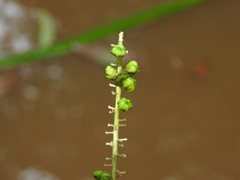 Triglochin multifructa