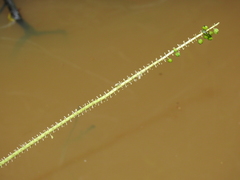 Triglochin multifructa