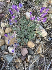 Astragalus missouriensis