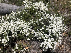 Leptosiphon floribundus