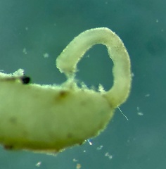 Prostoma graecense