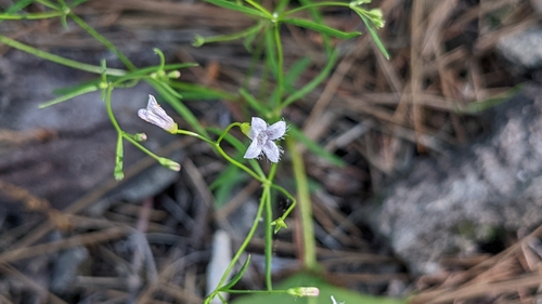 Image of Houstonia ouachitana by (c) Joseph Aubert, some rights reserved (CC BY)