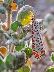 Insecta