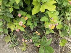 Lantana camara