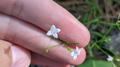 Image of Houstonia ouachitana by (c) Joseph Aubert, some rights reserved (CC BY)