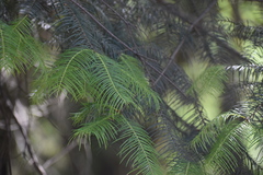 Abies flinckii