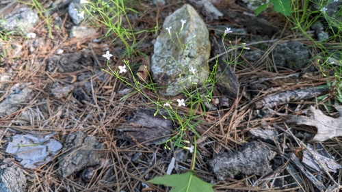 Image of Houstonia ouachitana by (c) Joseph Aubert, some rights reserved (CC BY)
