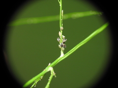 Digitaria parviflora