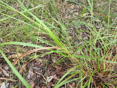 Digitaria parviflora