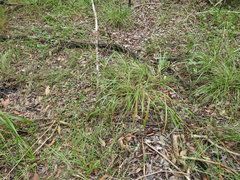 Digitaria parviflora