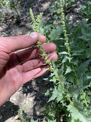 Blitum