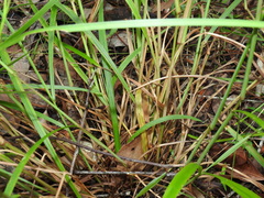 Digitaria parviflora