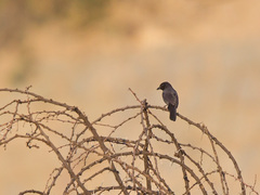 Laniarius funebris