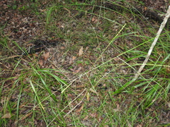 Digitaria parviflora