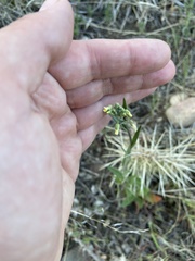 Camelina microcarpa