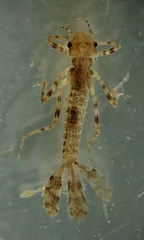 Austroargiolestes icteromelas