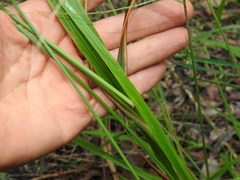 Digitaria parviflora