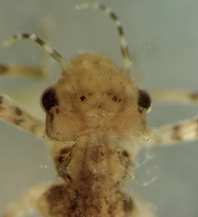 Austroargiolestes icteromelas