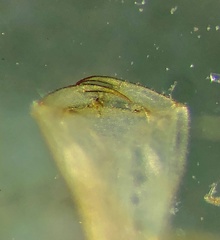 Austroargiolestes icteromelas