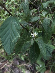 Solanum macrotonum
