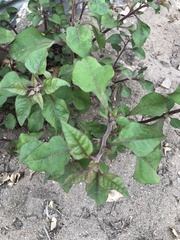 Salpianthus arenarius