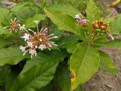 Rauvolfia serpentina