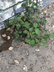 Salpianthus arenarius