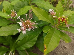 Rauvolfia serpentina