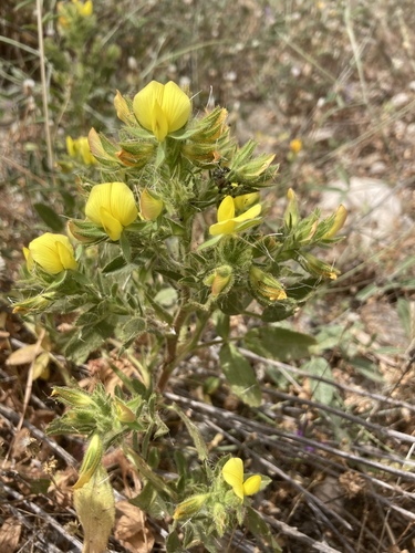 Ononis pubescens (Ononis pubescens)