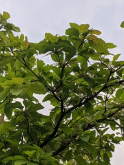 Terminalia bellirica