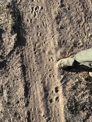 Otospermophilus variegatus