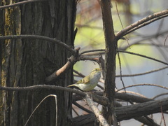 Phylloscopus proregulus