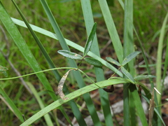 Glycine cyrtoloba
