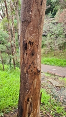 Eucalyptus punctata