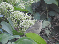 Phylloscopus fuscatus