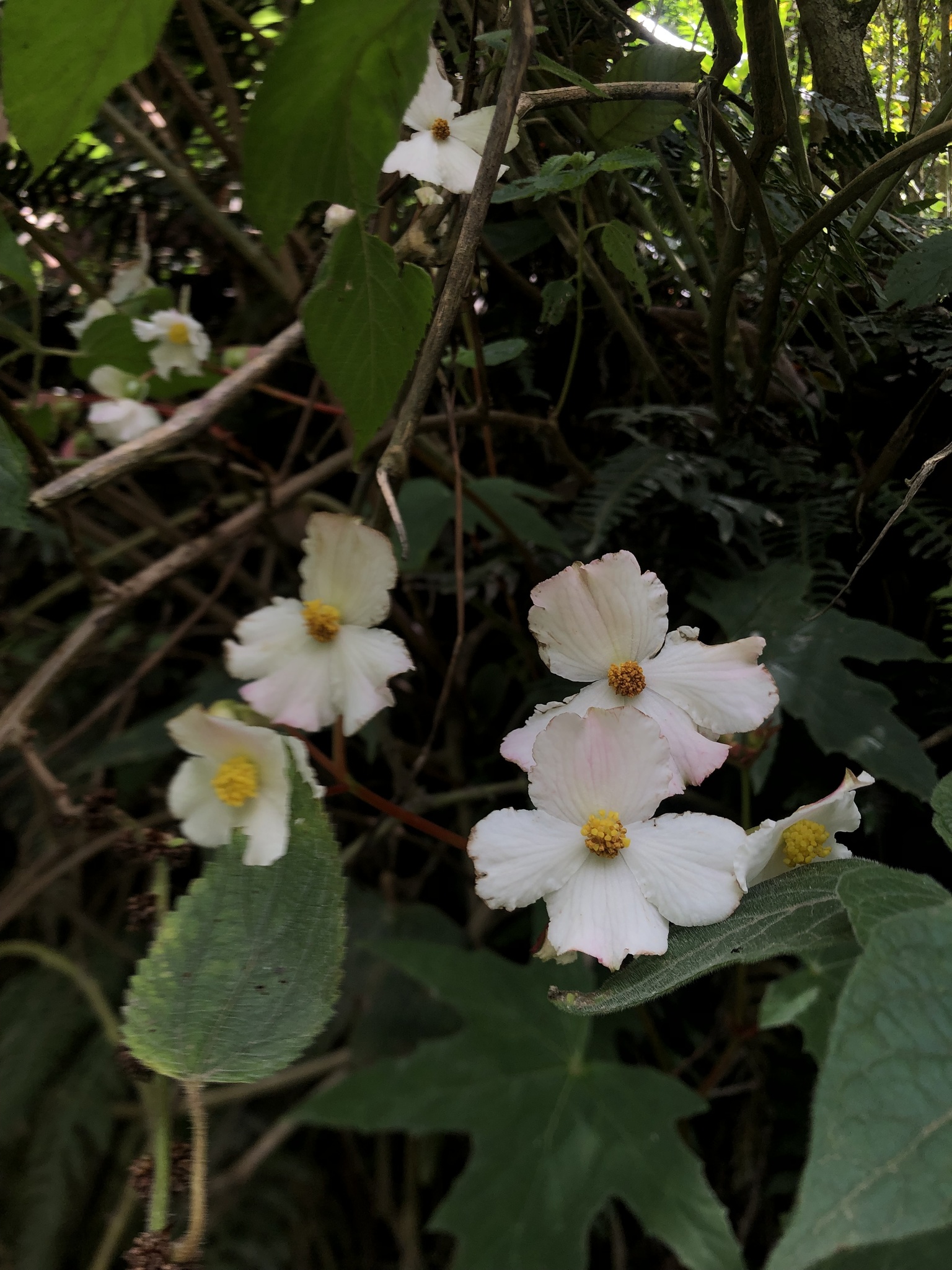 Begonia acerifolia image