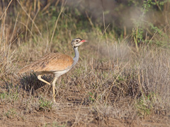 Eupodotis senegalensis canicollis