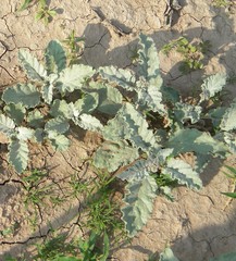 Heliotropium molle