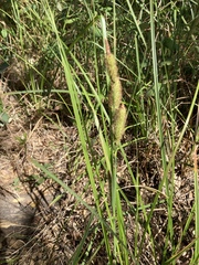Carex nebrascensis