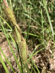 Carex nebrascensis