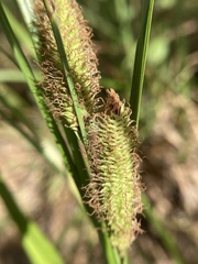 Carex nebrascensis