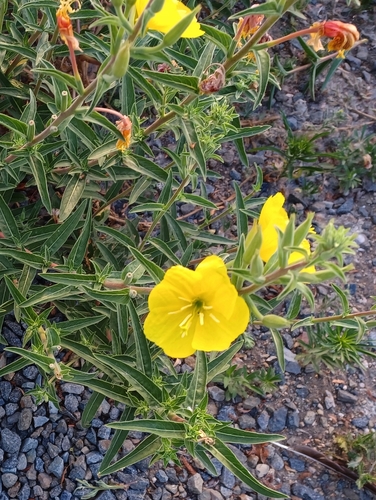 iNaturalist observation photo of tall evening primrose
