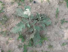 Heliotropium molle