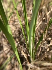 Carex nebrascensis