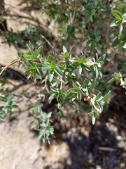 Symphoricarpos longiflorus