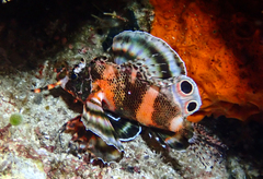 Dendrochirus biocellatus