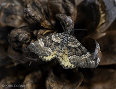 Epirrhoe plebeculata