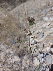 Phacelia vallis-mortae